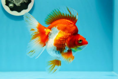 Ryukin de cola ancha rojo y blanco de grado A, hembra, 5 pulgadas, n.º 0517RK_24