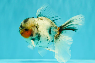Marble Oranda Male 5.5 inches #071026OR_35