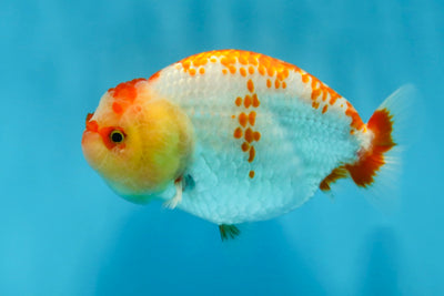 A Grade Polka Dot Kohaku LionQueen 3.5-4 inches #013125LC_10