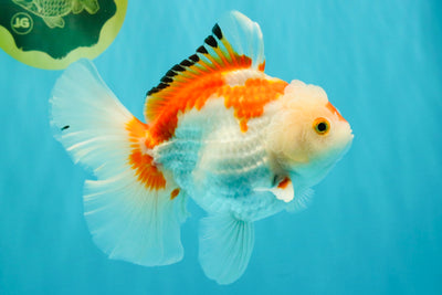 SPECIAL A Grade Red White Oranda Male 6-6.5 inches #051526OR_02