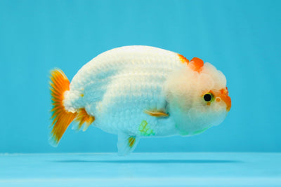 Super Cute Red White Lionchu 4.5 inches #0614LC_16