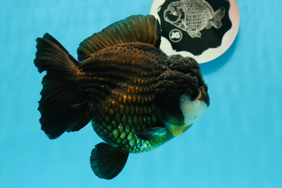 AAA Grade Monster Chunky Panda Yuanbao Female 5-5.5 inches #1124YB_17