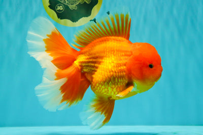 TOMATO AAA Grade Broadtail Red White Oranda Male 7.5-8 inches #071026OR_03