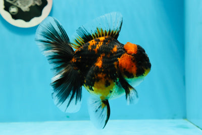 AAA Grade Tangerine Tiger Rose Tail Thai Oranda Male 4.5 inches #1208OR_04