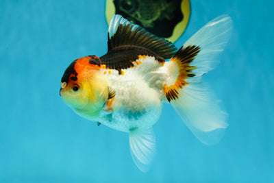 🌋 A Grade Tricolor Oranda Female 4.5 inches #041825OR_15