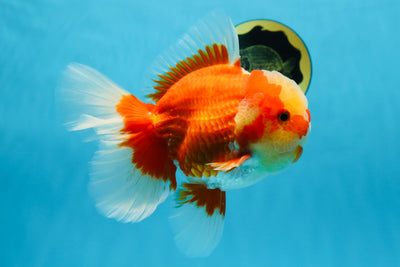 AAA Grade Red White Oranda Male 6.5 inches #080125OR_08