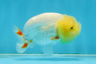 SPECIAL White Lionchu Female 4 inches #120525LC_13