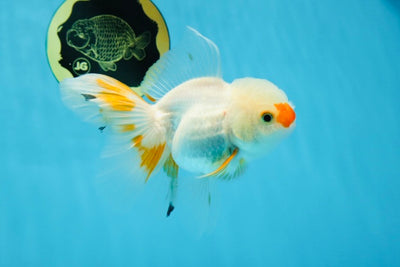 A Grade Duckie Tricolor Oranda Female 4.5-5 inches #022825OR_13