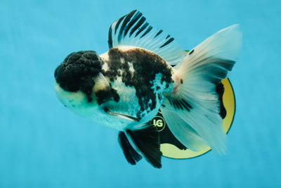 Super Panda Oranda Male 5 inches #042525OR_06