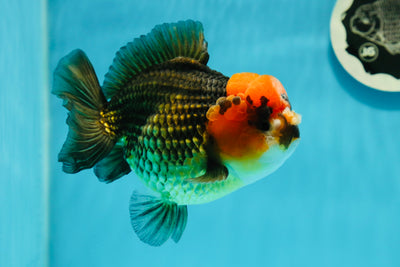 Tête de lave Yuanbao mâle 5 pouces #0112YB_15