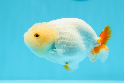 Red White Lipstick Lionchu Male 4 inches #0503LC_21