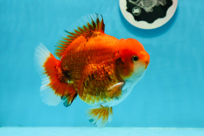 AAA Grade Nice Body Red Yuanbao Male 4.5-5 inches #0119YB_09