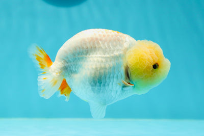 🍋 Baby Lipstick Lemonhead Lionchu Female 4-4.5 inches #0412LC_05