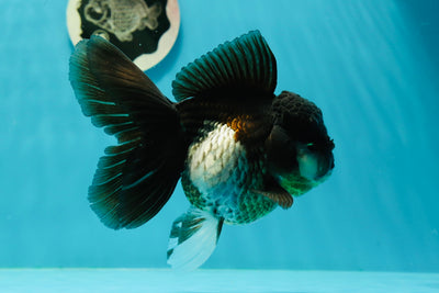 Panda hembra Oranda de grado A de 5 a 5,5 pulgadas #0329OR_08