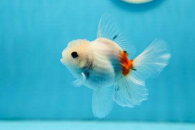 Sakura Oranda mâle de qualité A 3,5 pouces #0804OR_20