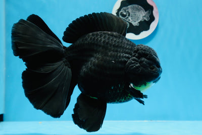 Figura de acción de Godzilla Black Rose de grado AAA, Oranda, 7,5 pulgadas, n.º 0628OR_9999