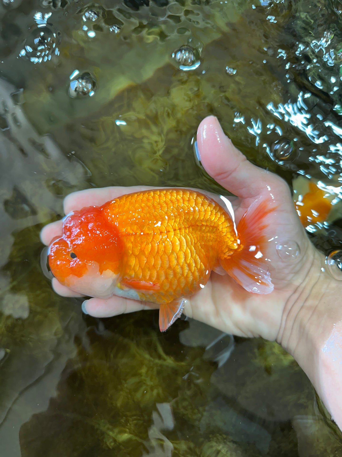 CHUBBY Red White Lionchu Female 5 inches #091225LC_04