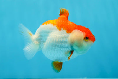 A Grade Shark LionQueen 3.5-4 inches #0811LC_06