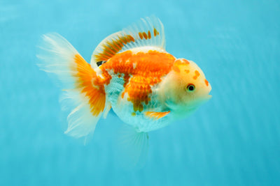 Femelle Sakura Oranda Rouge Blanc Grade A 6 pouces #0308OR_12