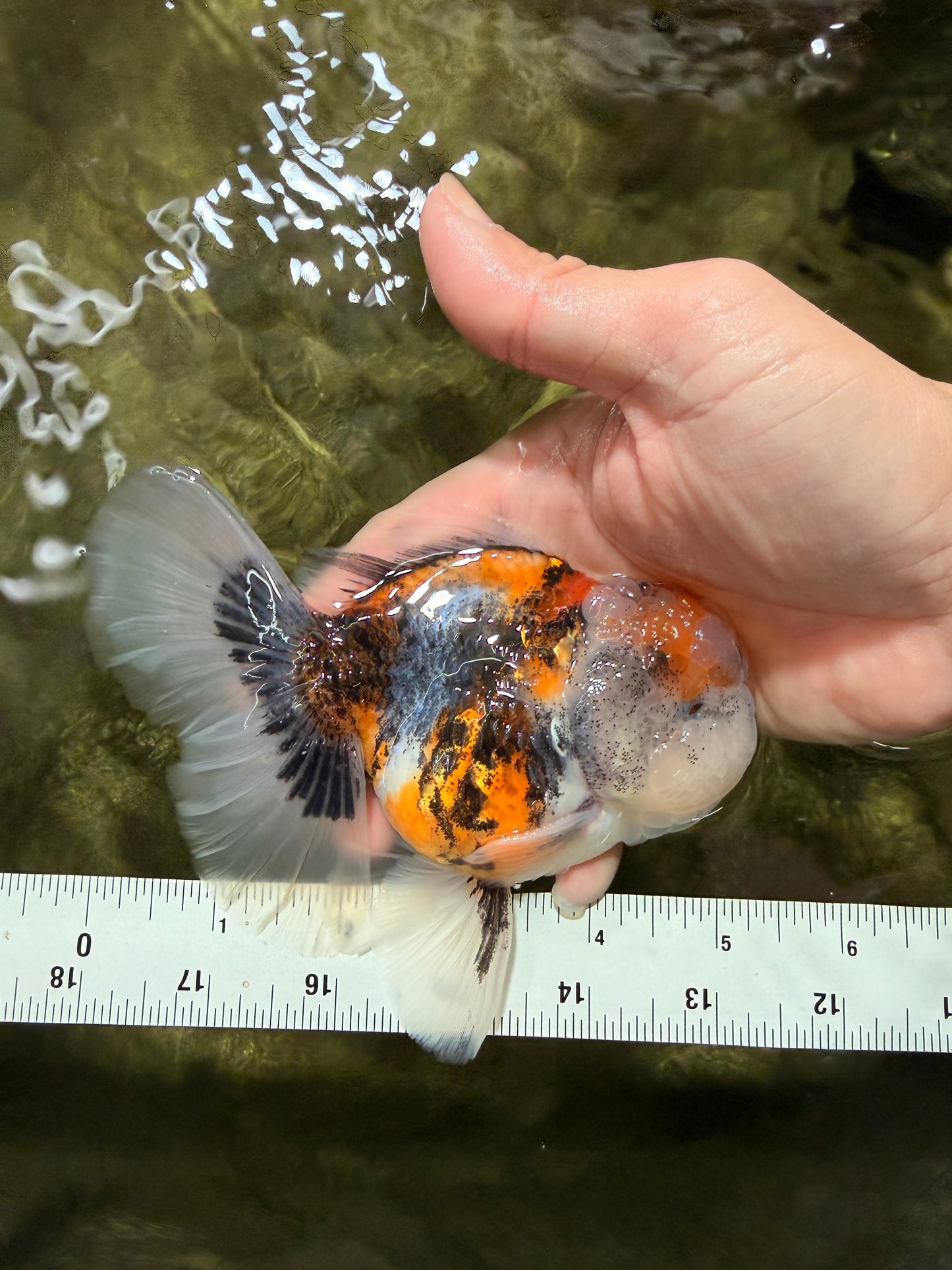 Calico Oranda Male 5-5.5 inches #050126OR_12