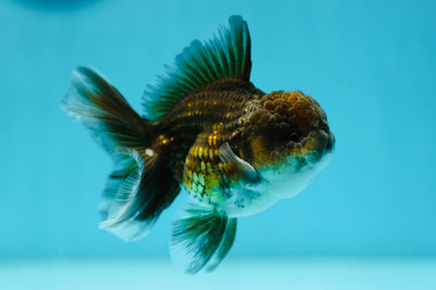 Kirin Oranda mâle de qualité A 3,5 pouces #0804OR_21