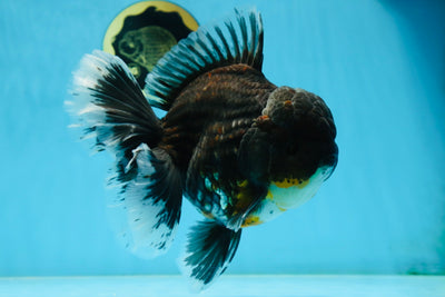 RARE AAA Grade SUPER GIANT Godzilla Kirin Oranda Female 7 inches #082225OR_07