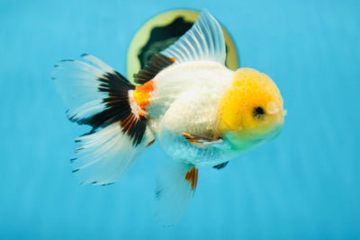 A Grade FLUFFY TAIL Tricolor Oranda Male 5.5 inches #082925OR_08