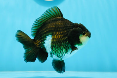 A Grade Solid Panda Haut Dossier Yuanbao Femelle 4,5 pouces #1103YB_10