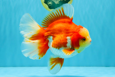 GIANT AAA Grade Red White Oranda Male 7 inches #041026OR_01