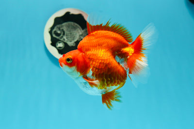 Ryukin hembra rojo y blanco de grado A, 4,5 pulgadas, n.° 0510RK_10