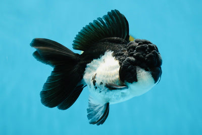 A Grade Orca Panda Stocky Oranda Male 4 inches #013125OR_23