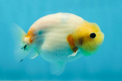 A Grade Sakura Button Eyes LionQueen 4 inches #050925LC_09