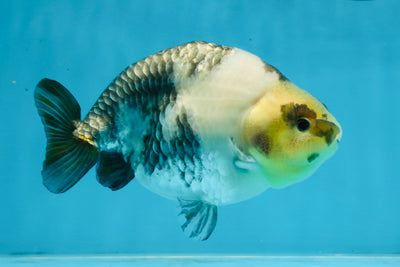 Cow Chinese Ranchu Female 5-5.5 inches #103125RC_08