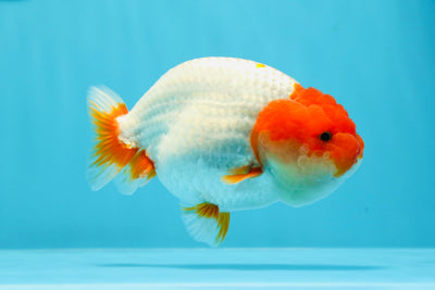 A Grade Red Head LionKing 4.5 inches #0503LC_19