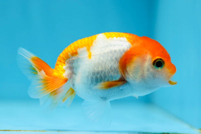 Red White Lionchu Female 3-3.5 inches #0901LC_15