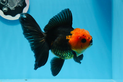 Femelle Oranda tricolore à tête rouge de catégorie AAA, yeux boutonnés, 5,5 pouces #0712OR_10