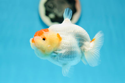 AAA Grade Light Bulb Head Shark LionQueen 4-4.5 inches #0811LC_05