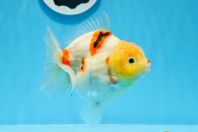 Sakura Yuanbao de cabeza de limón de grado A, hembra, 4,5 pulgadas, n.º 0628YB_29