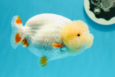 New ✨ AAA Grade Red White 12 Red Points (Lucky Points) LionQueen 4-4.5 inches #0419LC_15