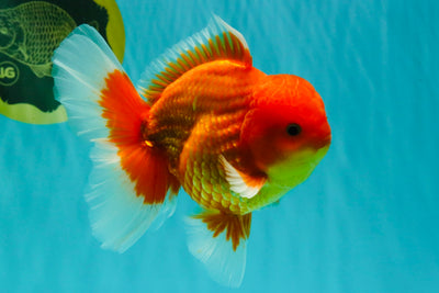A Grade Strong Body Structure Red White Oranda Male 5-5.5 inches #062626OR_27