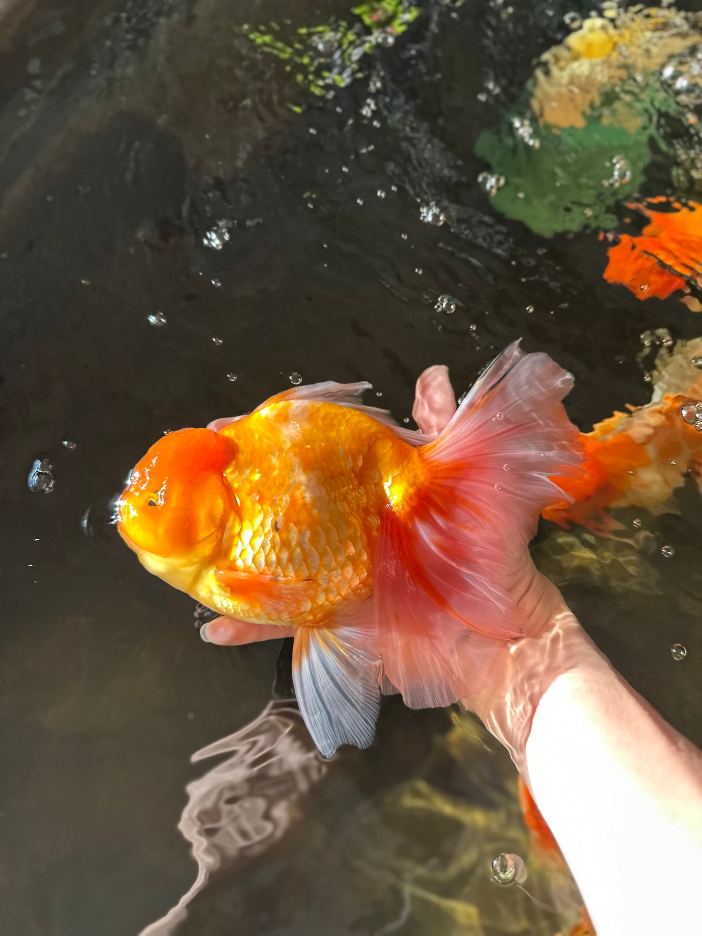 A Grade Sunshine Jumbo Sakura Oranda Male 7.5-8 inches #031425OR_04