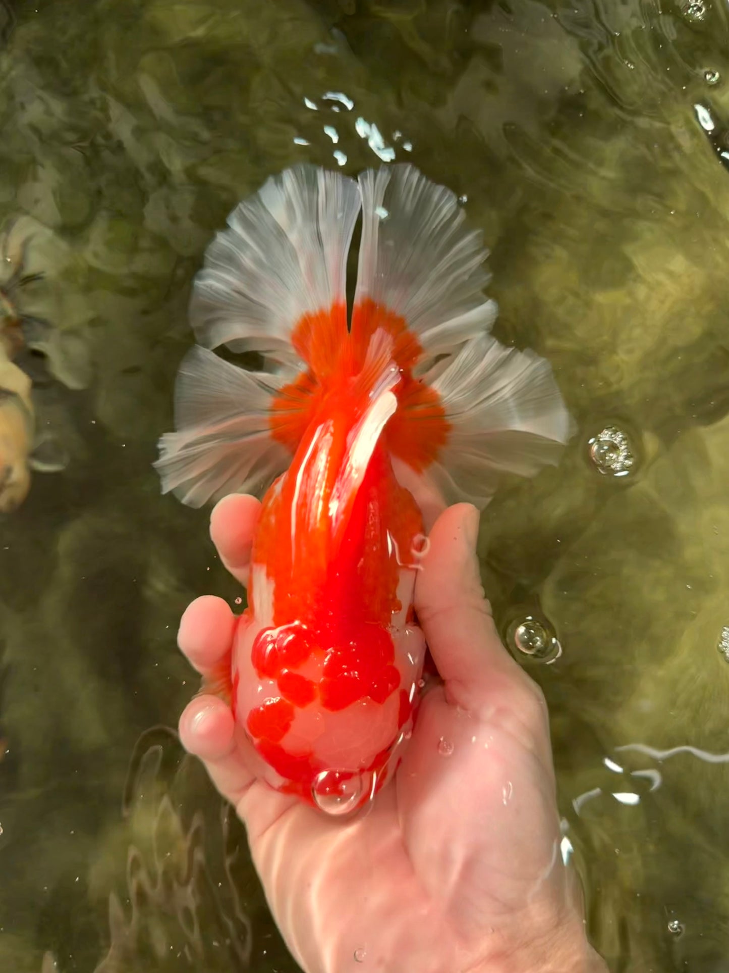 UNIQUE AAA Grade Red White Oranda Female 6.5-7 inches #032026OR_04