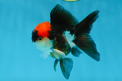 🌋 A Grade Stocky Tricolor Oranda Male 4 inches #022125OR_09