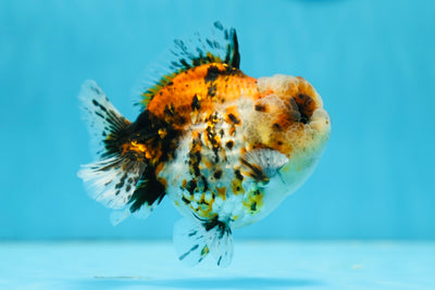 AAA Grade Metallic Tiger Yuanbao Male 4 inches #0811YB_12