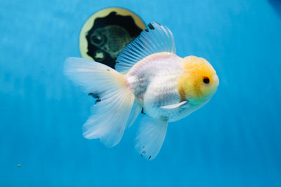 A Grade Sunshine Lemonhead Oranda Male 4.5 inches #030725OR_06