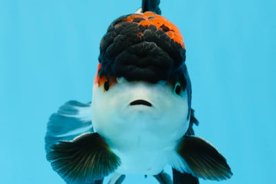 Oranda tricolor de grado AAA macho 5.5-6 pulgadas #0726OR_10