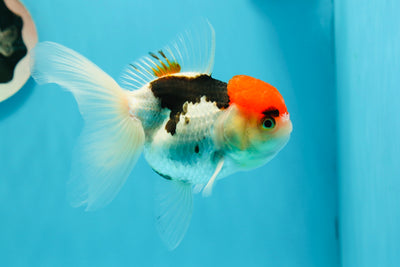 Oranda mâle à tête rouge tricolore 4,5 pouces #122923OR_03