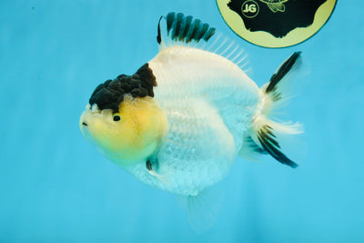 AAA Grade Panda Yuanbao Female 5.5-6 inches #101025YB_23