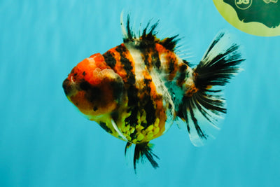 A Grade Tiger Oranda Female 5.5 inches #061926OR_28