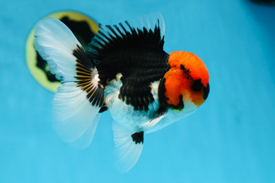 AAA Grade Tricolor Button Eyes Oranda Male 5 inches #080825OR_04